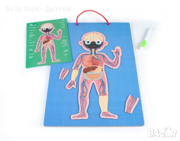 Магнитна дъска с човешкото тяло, снимка 3 - Игри и пъзели - 49990111