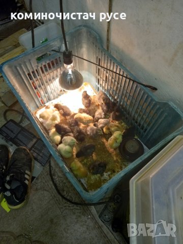 продавам пилета петли оплодени  яйца , снимка 2 - Кокошки и пуйки - 43893028