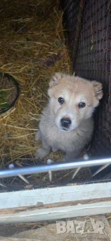 Алабай, снимка 6 - Други - 53196094