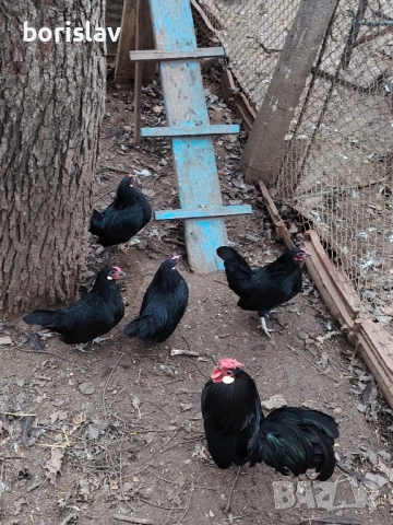 Продавам розкомб кокошки, снимка 2 - други­ - 52877736