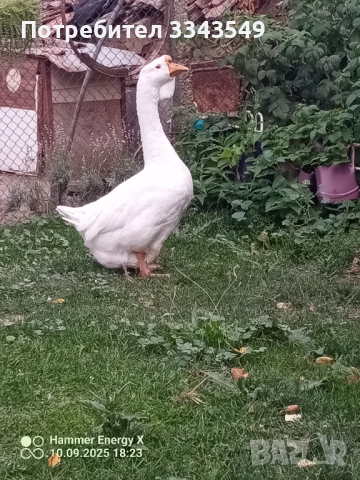 Чифт холмогорски гъсок 