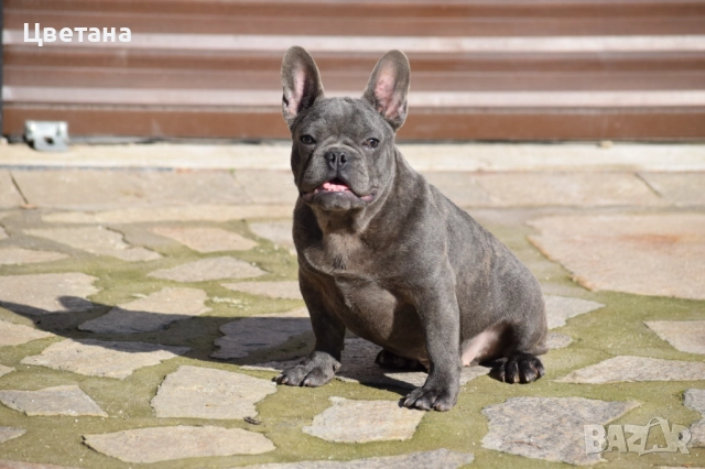 Френски булдог, снимка 5 - Френски булдог - 51957534