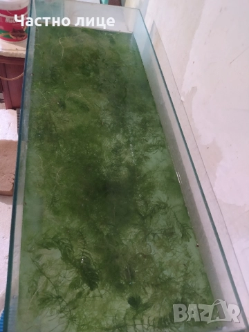 Роголистник за Аквариум 