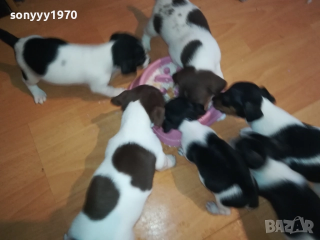 ДЖАК РЪСЕЛ-250ЛВ ЗА КУЧЕНЦЕ 1909250859, снимка 12 - Джак ръсел териер - 51764637