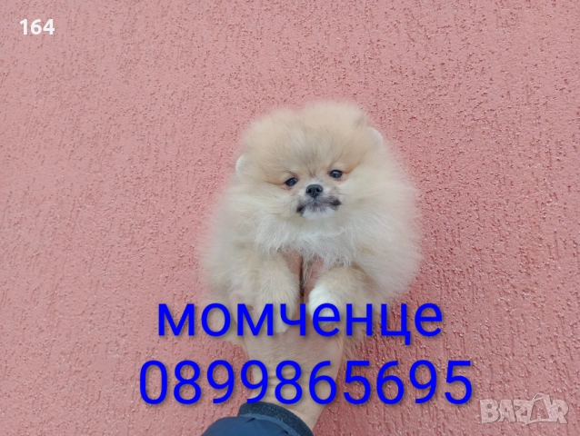 Мъжки и женски Померани. Реални снимки от 02.02.26 г. , снимка 5 - Померан - 53283839