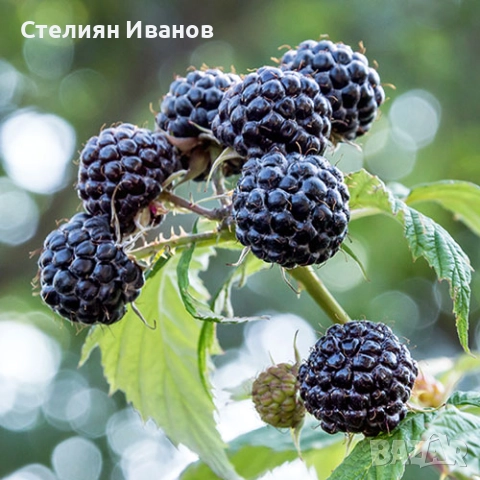Черна малина (Black Jewel), снимка 2 - Градински цветя и растения - 52354340