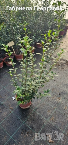 Ароматен османтос , снимка 4 - Градински цветя и растения - 52136785