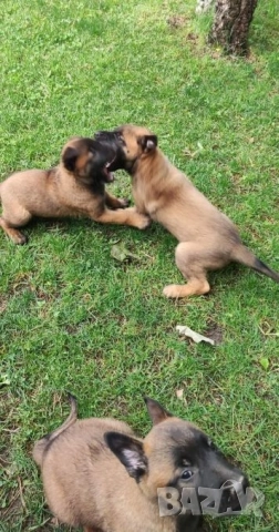 Белгийски овчарки , снимка 4 - Други - 52314410