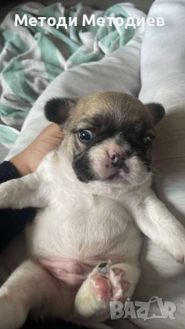 Френски булдог