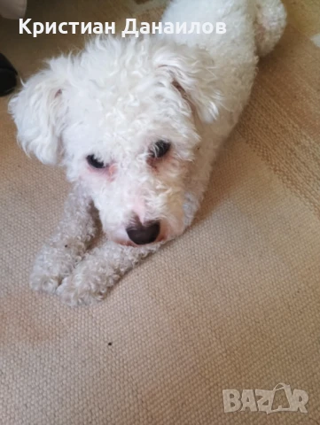 Френски Бишон фризе търси дама , снимка 2 - Болонка - 51145379