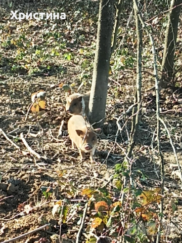 Виетнамски прасета, снимка 8 - Прасета - 52469489