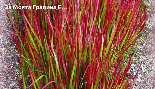 Императа, снимка 5 - Градински цветя и растения - 49492595