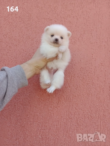 Мъжки Померан. Реални снимки от 29.12.25 г., снимка 6 - Померан - 52809054