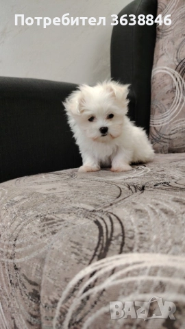 Мини малтийска болонка, снимка 3 - Болонка - 51704358