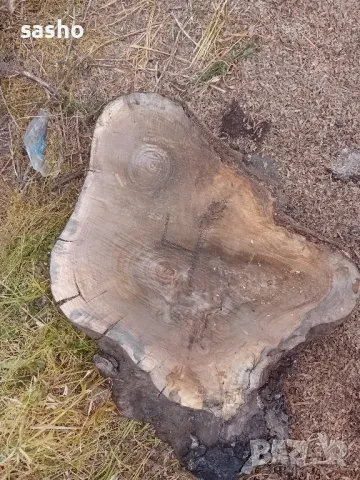 шайби от изсъхнал орех , снимка 12 - Декорация за дома - 50315436