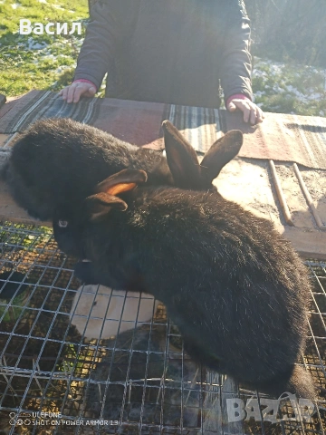 Зайци домашни , снимка 9 - Други животни - 51395663