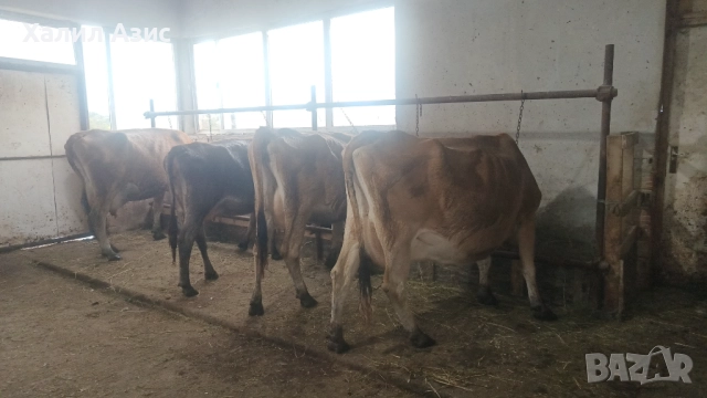 Продавам стадо крави джарсей. 34 броя редовни дойни. Повечето са бременни 7-ми месец., снимка 3 - Крави - 52032985