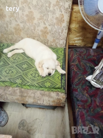 Продавам Голдън ретривър , снимка 2 - Голдън ретривър - 53001824