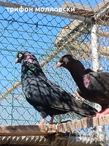 Гълъби на глас и въртене , снимка 17 - Гълъби - 51800997