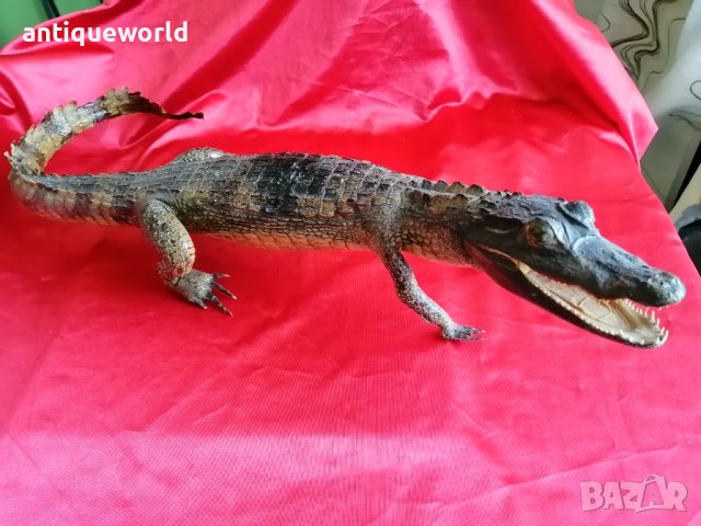 КРОКОДИЛ, снимка 3 - Антикварни и старинни предмети - 37947771