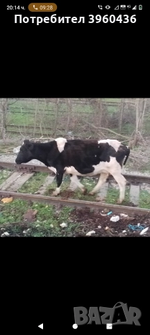 продавам крава