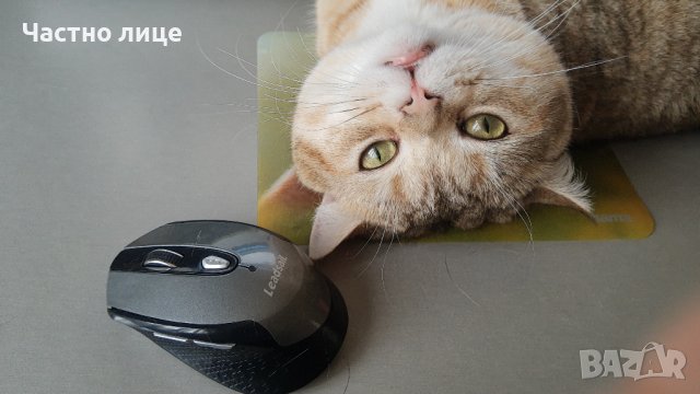 Британец златна чинчила за разплод , снимка 6 - Чинчили - 38819551