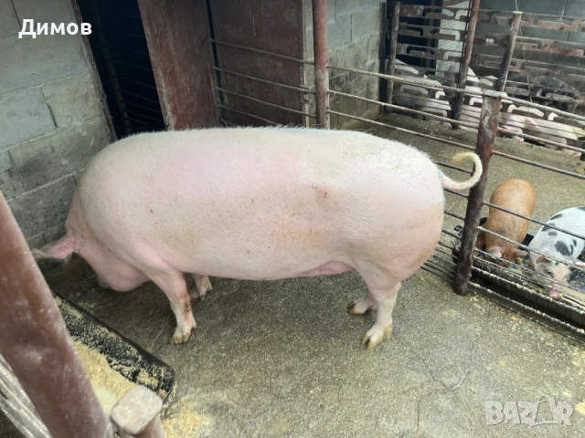 Прасенца , снимка 3 - Прасета - 52976084