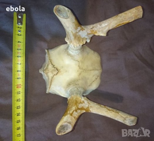 Северен елен, снимка 3 - Ловно оръжие - 28423687