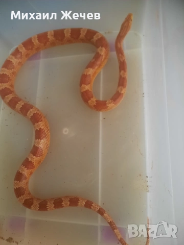 Продавам царевичен смок