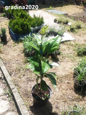 Вечно зелена студоустоичивa Магнолия Грандифлора, снимка 5 - Градински цветя и растения - 28528443