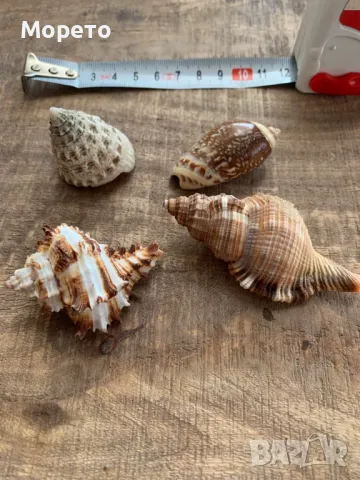 Лот редки раковини от Карибските острови(4 броя), снимка 2 - Морски сувенири - 47824760