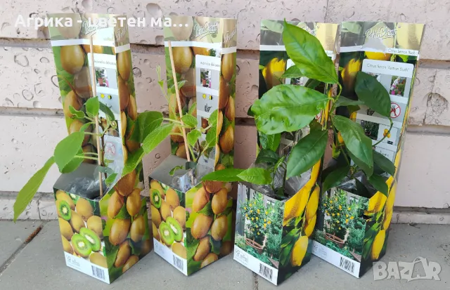 Червена боровинка - разсад от лицензиран разсадник , снимка 2 - Разсади - 49922451