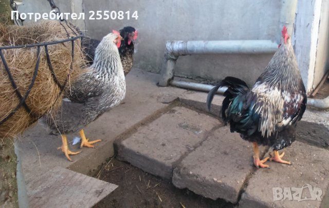 Оплодени яйца от породисти Катунски кокошки, снимка 6 - Кокошки и пуйки - 27672918