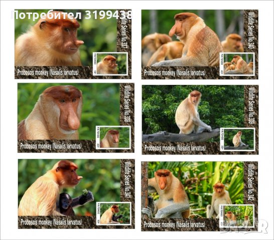 Чисти блокове Фауна Дългоноса маймуна 2020 от Тонго, снимка 1 - Филателия - 37605447