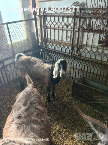 Англонубийски кози и пръч, снимка 10 - Кози - 52928138