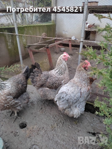 Катунски петли и кокошки , снимка 3 - други­ - 53485451
