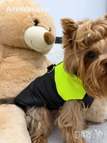Якета за малки породи кучета, снимка 8 - За кучета - 53423515