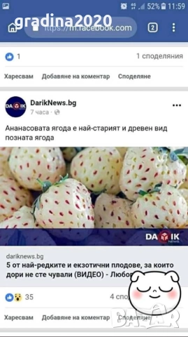 Бяла ягода - ананасова , снимка 10 - Стайни растения - 27205117