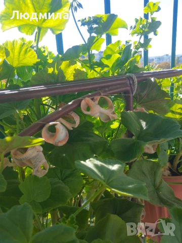 Мушкато,много богати,големи сандъчета с над 10 корена,последни бройки., снимка 2 - Стайни растения - 52235443