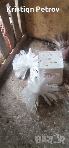 продавам фенерлии, снимка 8 - Гълъби - 52884902