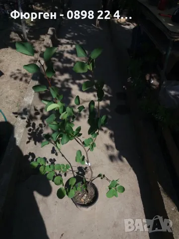 Амеланхиер -Amelanchier, снимка 8 - Разсади - 47992355