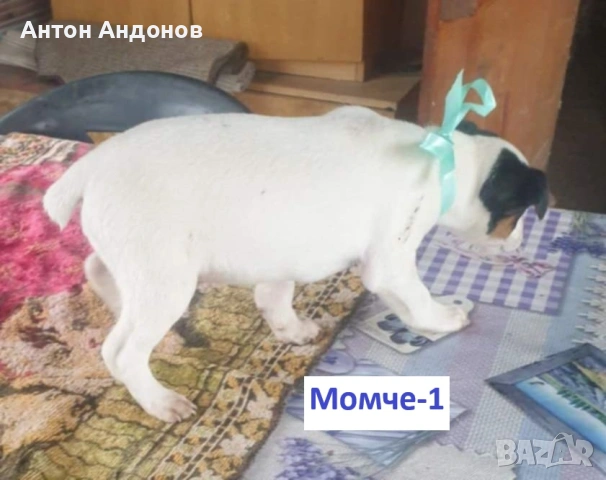 Джак Ръсел Териер, снимка 12 - Джак ръсел териер - 53382159