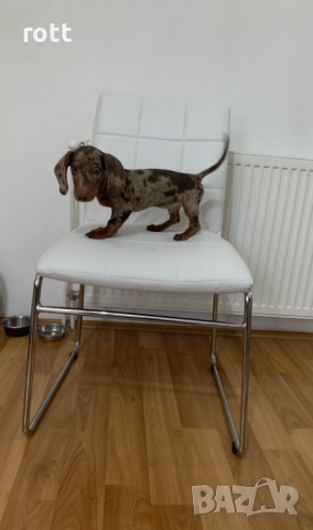 Дакел, снимка 2 - Дакели - 52487800