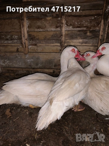 Глухонеми юрдечки 