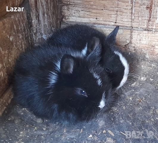 Продавам декоративни зайчета, снимка 3 - Декоративни зайчета - 51973880