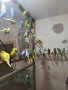 продавам вълнисти папагали , снимка 1 - Папагали - 43126755