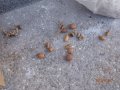 Декоративни шишарки, орехи, жълъди, кестени и САХАРСКИ пясък., снимка 7