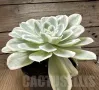 Echeveria ‘Lemon Lime’, снимка 2