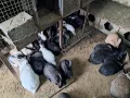 Продавам зайци , снимка 4