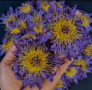 СИН ЛОТУС (синя водна лилия, Blue Lotus, Nymphaea caerulea) изсушен, снимка 3